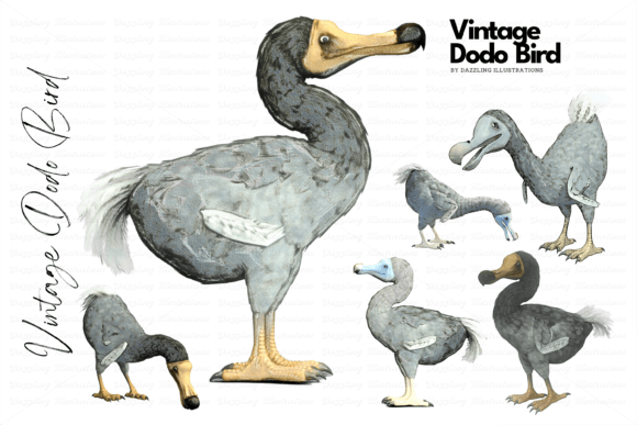 Download Extinct Dodo Vintage-Style Illustrations - Illustrations Collection